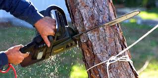 How Our Tree Care Process Works  in Las Lomas, CA